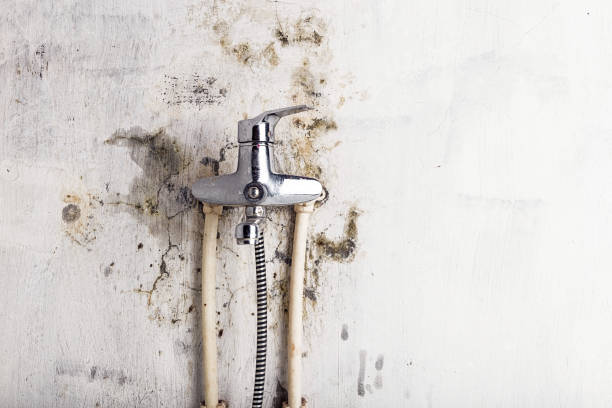 Best Mold Remediation for Schools in Rupert, WV