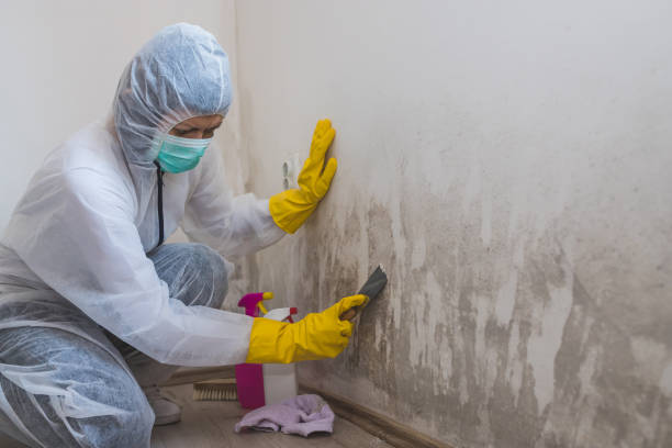 Best Emergency Mold Remediation in Rupert, WV