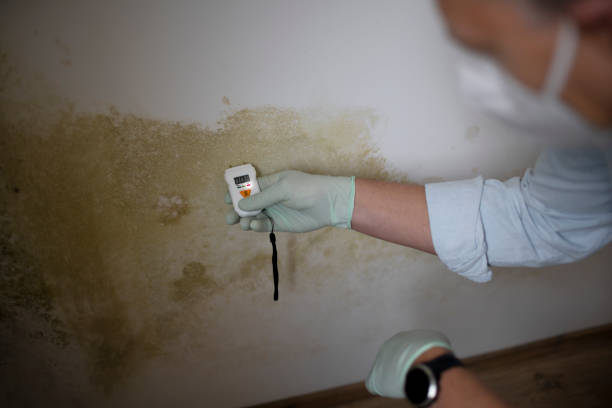 Best DIY Mold Remediation Support Services in Rupert, WV