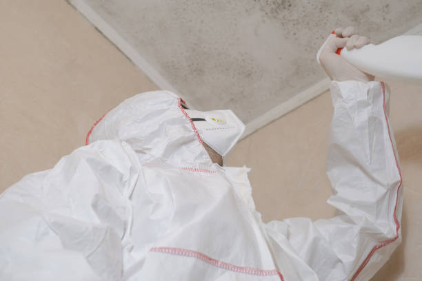 Best Residential Mold Remediation in Rupert, WV