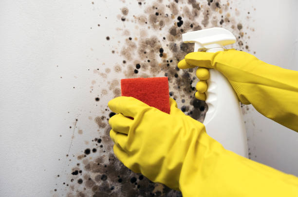 Best Mold Testing and Inspection Services in Rupert, WV