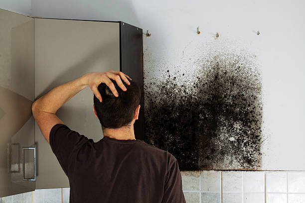 Best Post-Flood Mold Remediation in Rupert, WV